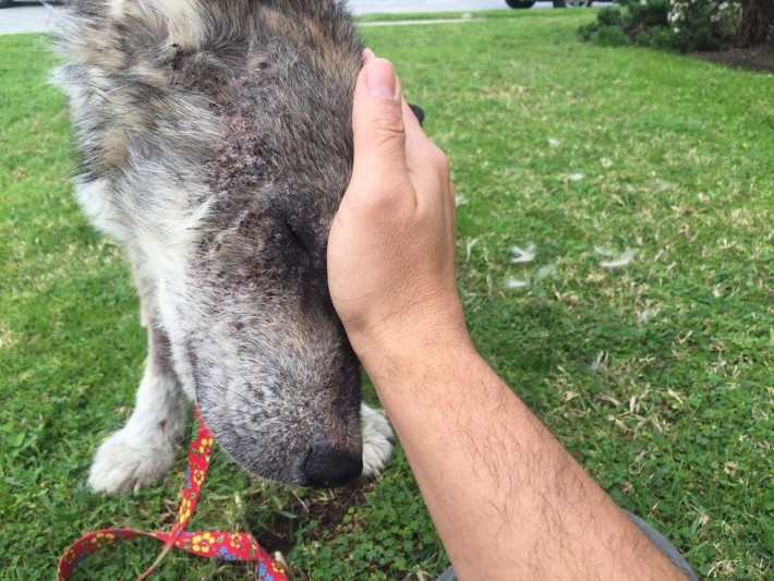 wolf-dog-rescue