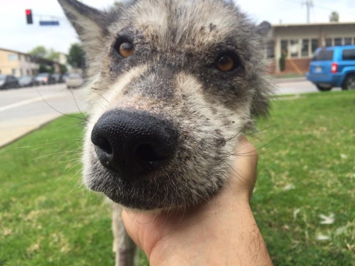 wolf-dog-rescue