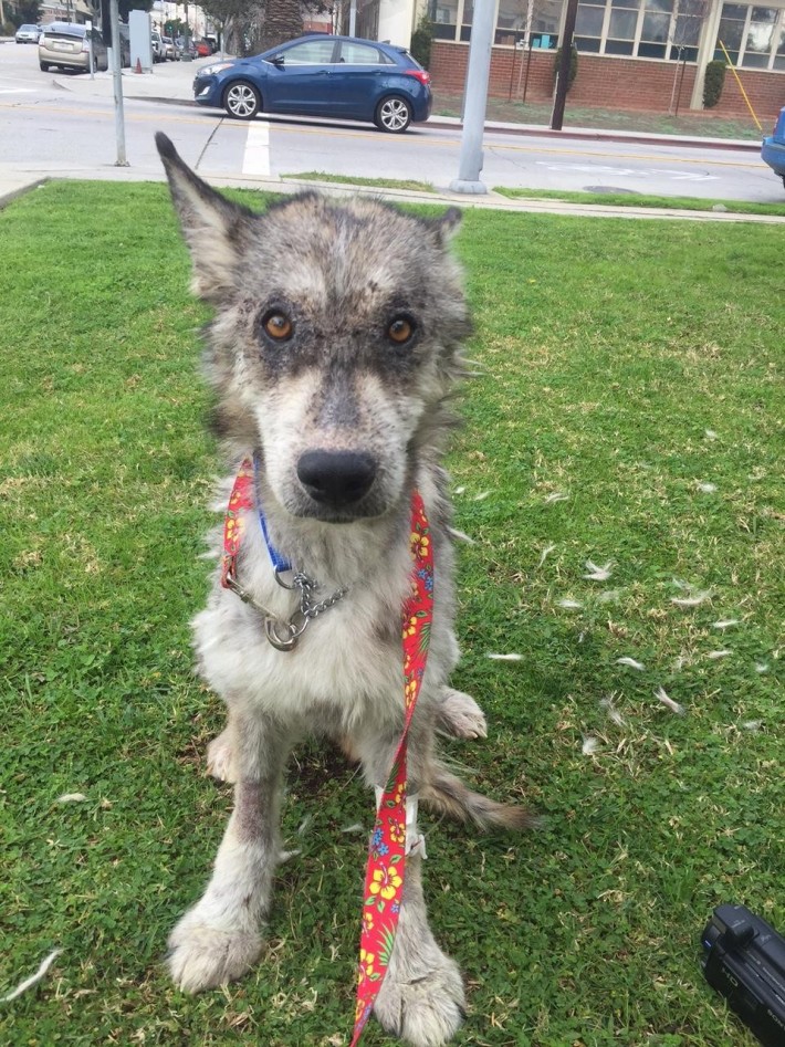 wolf-dog-rescue