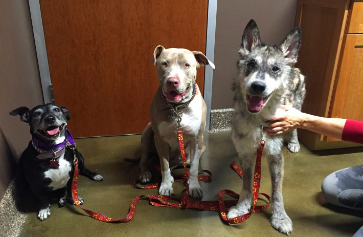 wolf-dog-rescue