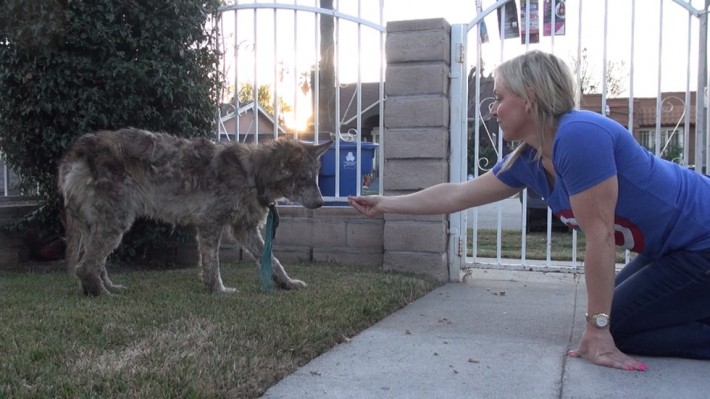 wolf-dog-rescue