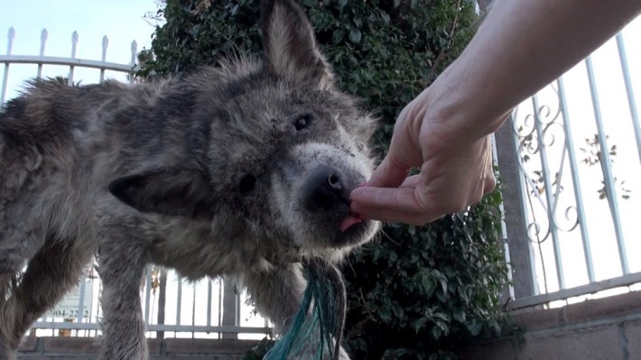 wolf-dog-rescue
