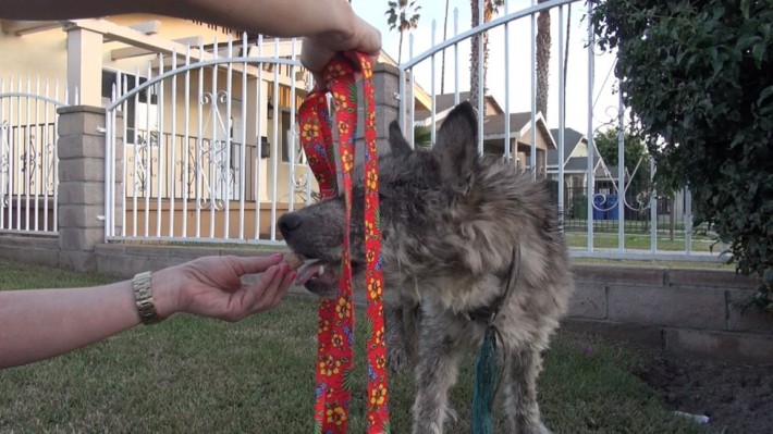 wolf-dog-rescue