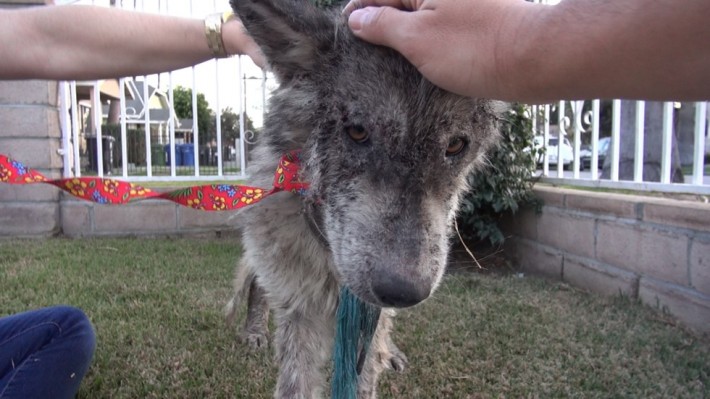 wolf-dog-rescue