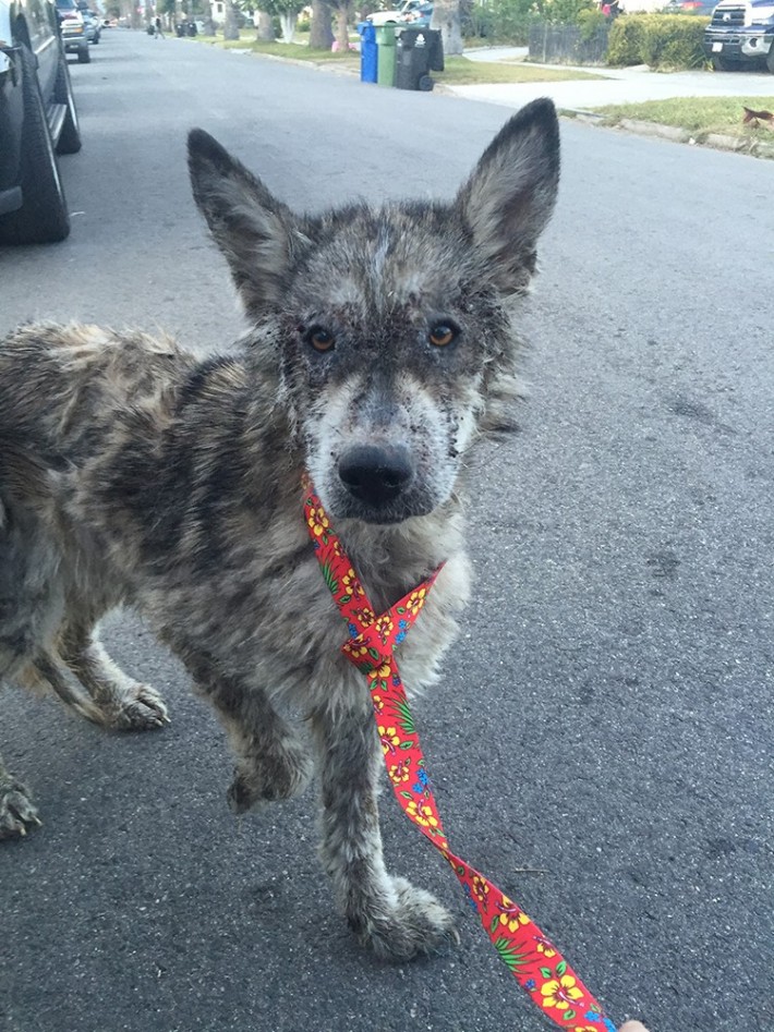 wolf-dog-rescue