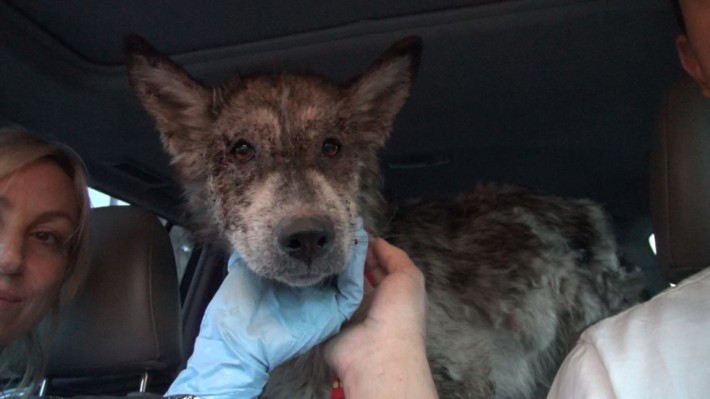 wolf-dog-rescue