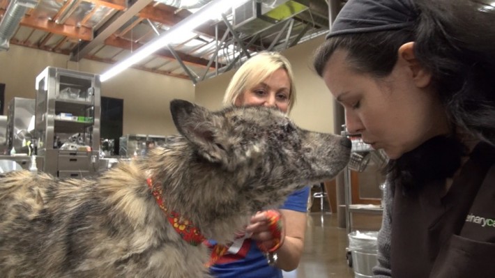 wolf-dog-rescue
