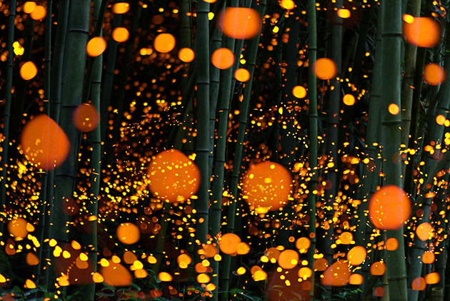 Fireflies From Japan