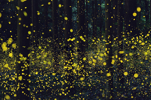 Fireflies From Japan
