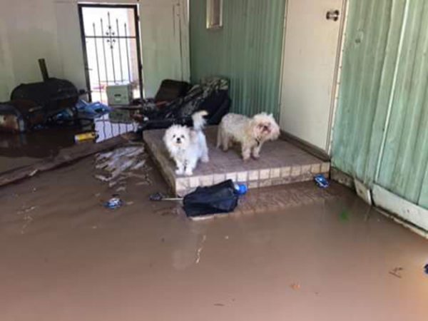 These Dogs Were Stranded During A Massive Flood… But Watch Who Comes To ...