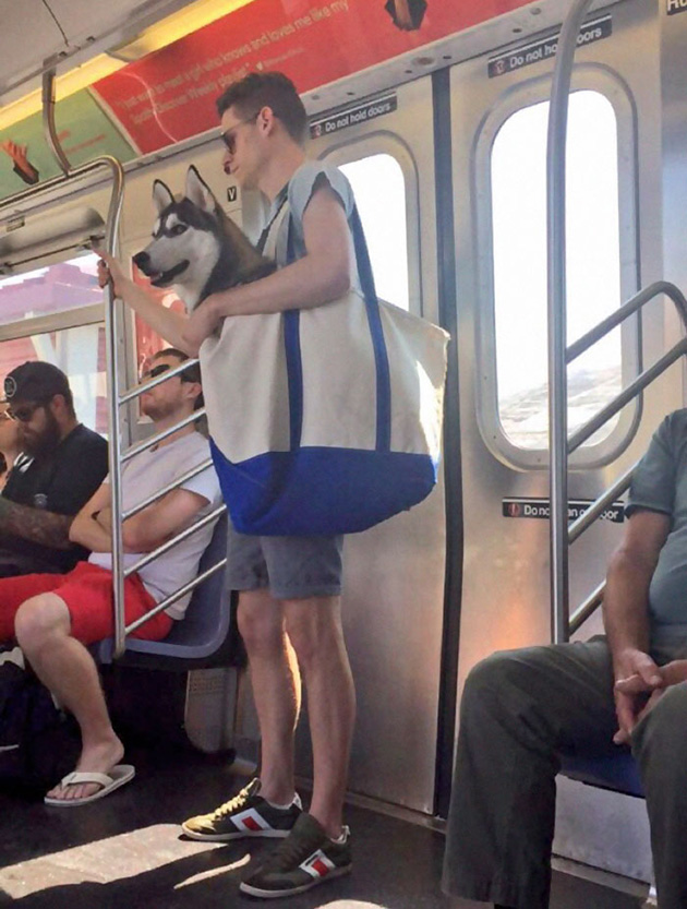 man with giant dog tote bag new york subway