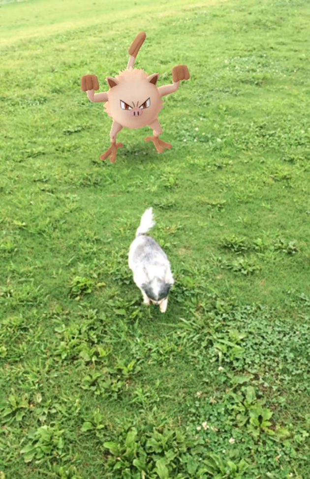 pets-can-see-pokemon-go