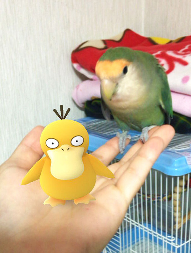 pets-can-see-pokemon-go