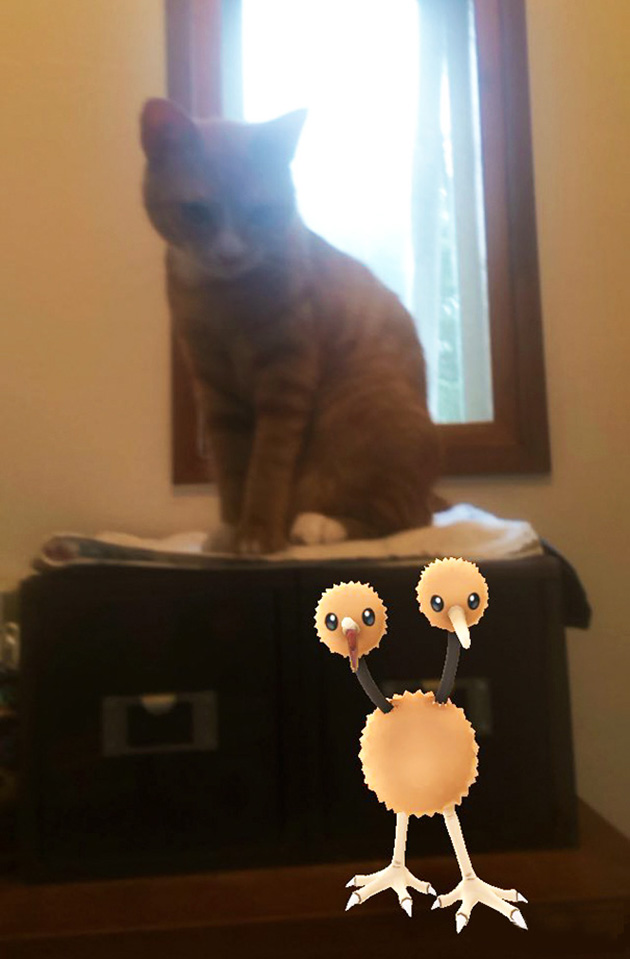 pets-can-see-pokemon-go