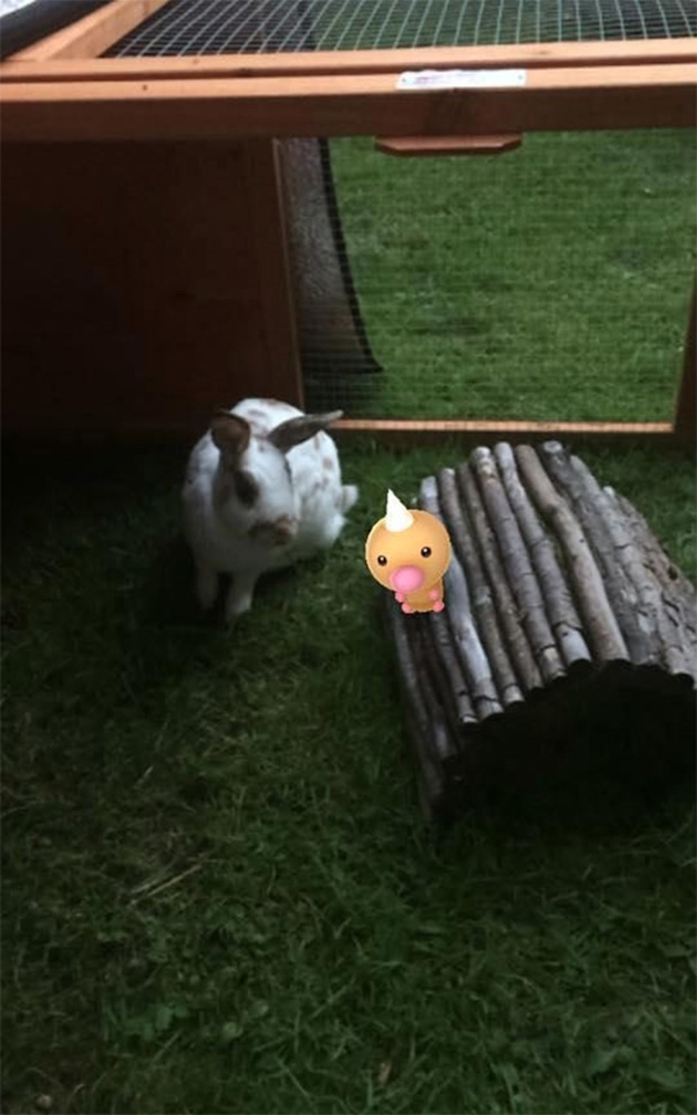 pets-can-see-pokemon-go