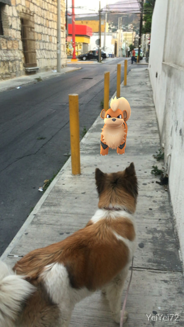 pets-can-see-pokemon-go