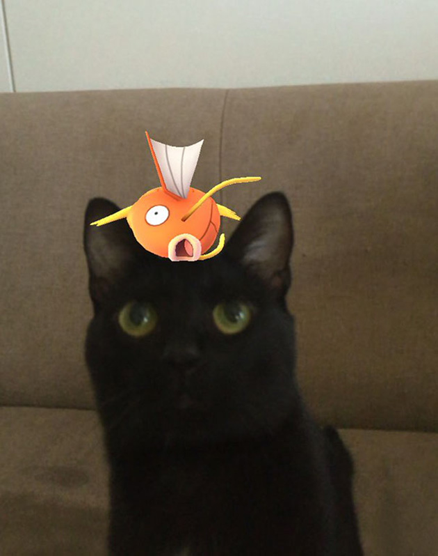 pets-can-see-pokemon-go