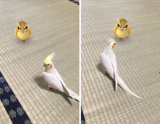 pets-can-see-pokemon-go