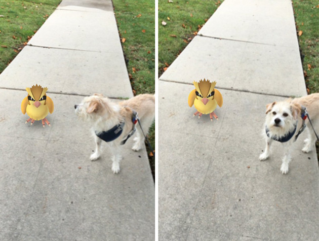 pets-can-see-pokemon-go