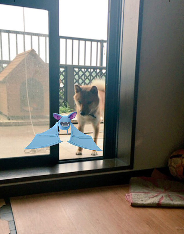 pets-can-see-pokemon-go