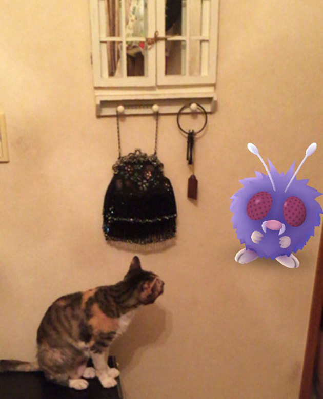 pets-can-see-pokemon-go