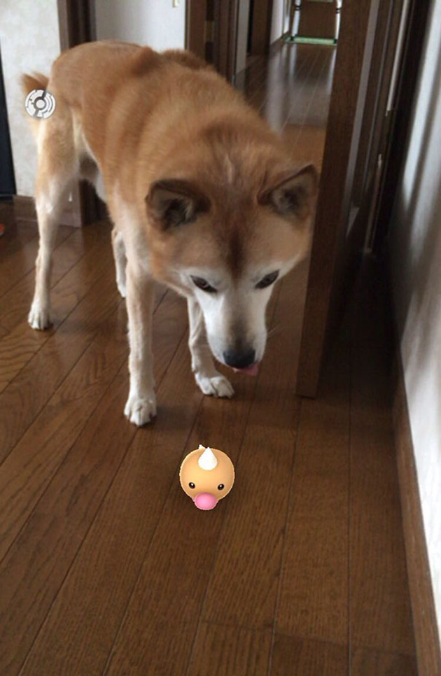 pets-can-see-pokemon-go