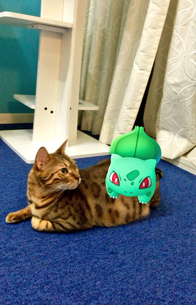pets-can-see-pokemon-go