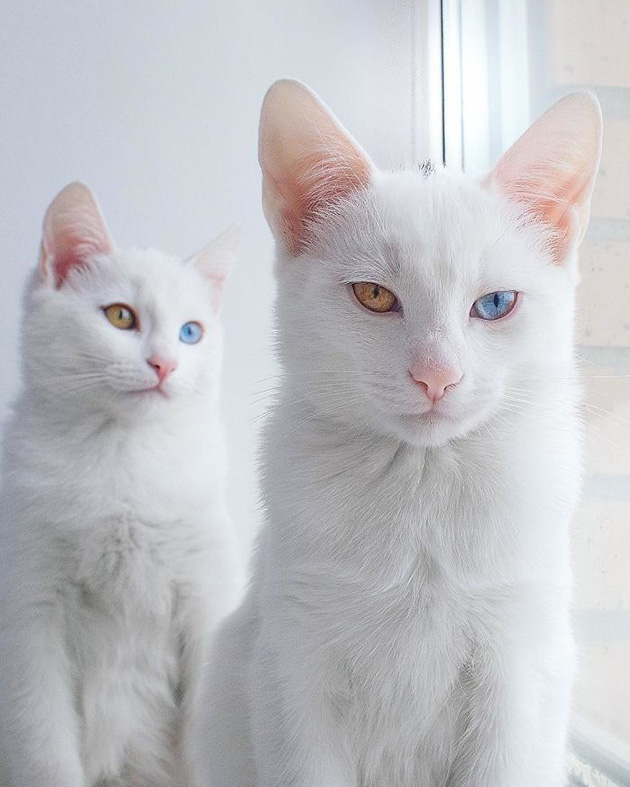beautiful-twin-cats