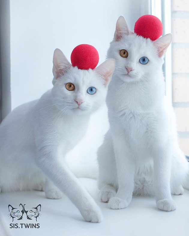 beautiful-twin-cats