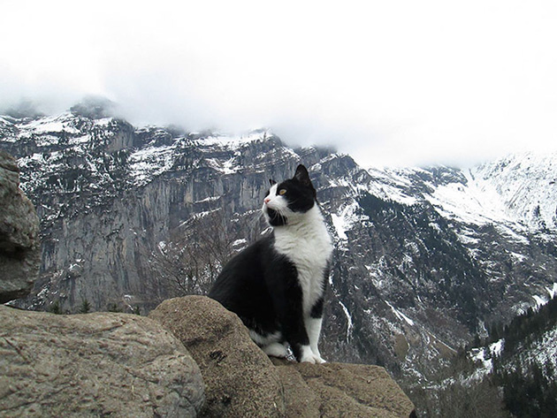 cat-guide-man-mountain-gimmelwald-switzerland-1