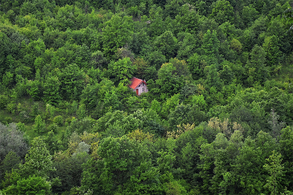 cozy-cabins-in-the-woods