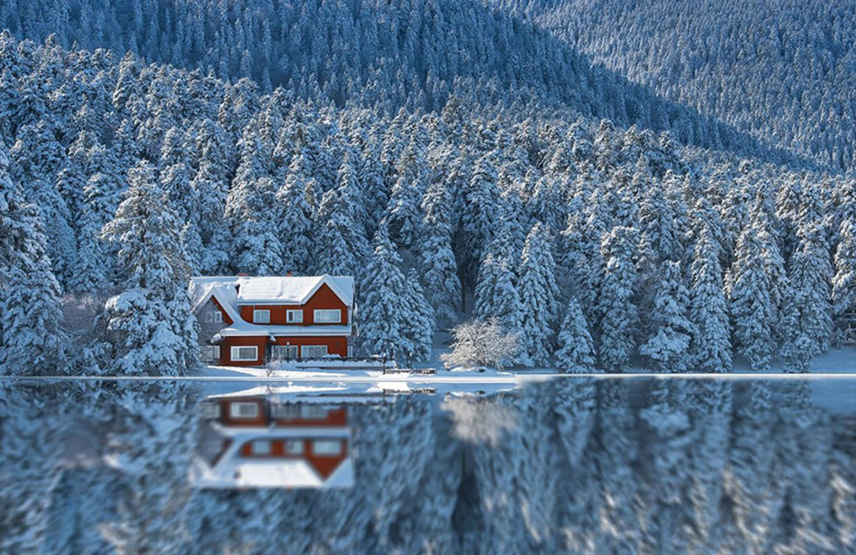 cozy-cabins-in-the-woods