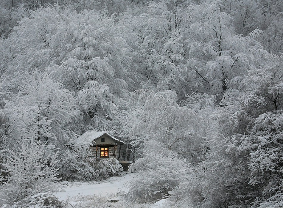 cozy-cabins-in-the-woods