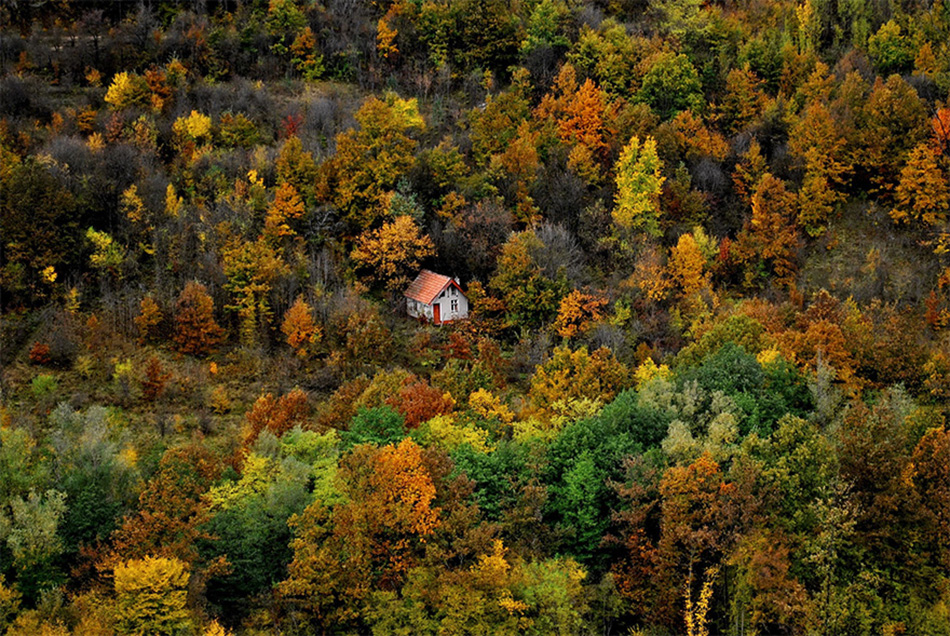 cozy-cabins-in-the-woods