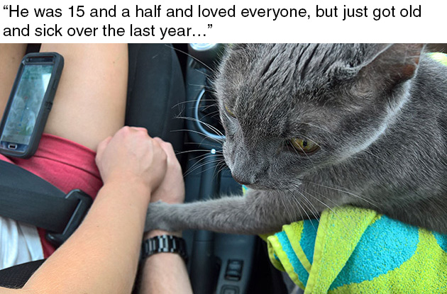 dying-cat-holds-hands-owner-andrew-1