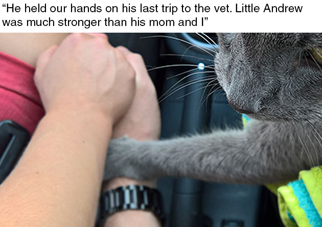dying-cat-holds-hands-owner-andrew-2