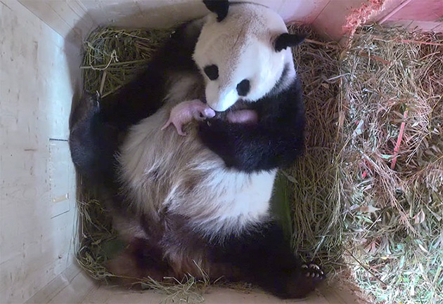 giant-panda-twins-birth-yang-yang-schonbrunn-zoo-1