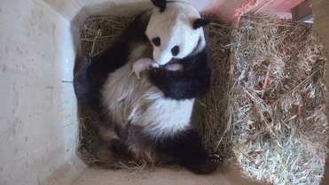 giant-panda-twins-birth-yang-yang-schonbrunn-zoo-4