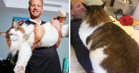 The Largest Cat In NYC Who Weighs 28 Lbs And Is Larger Than Most Bobcats