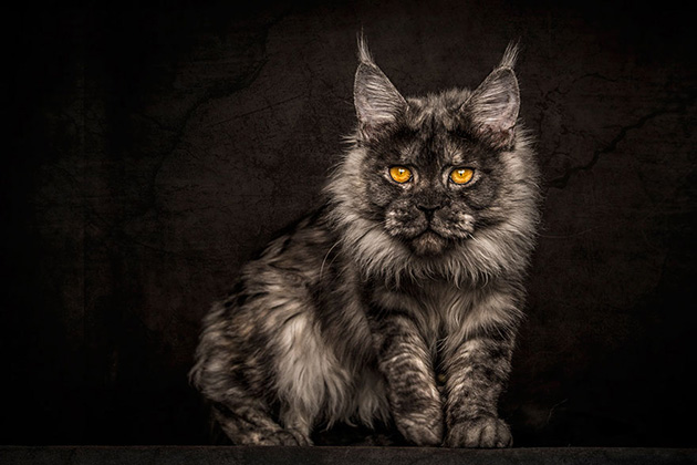 maine-coon-cat-photography