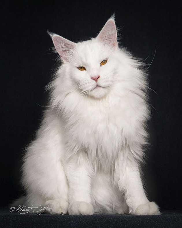maine-coon-cat-photography