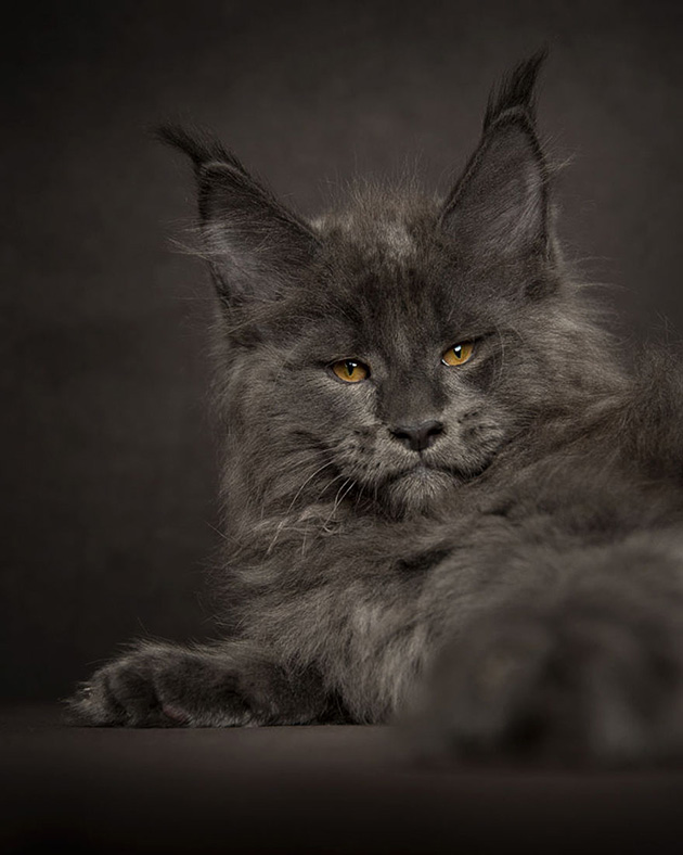 maine-coon-cat-photography