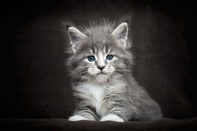 maine-coon-cat-photography