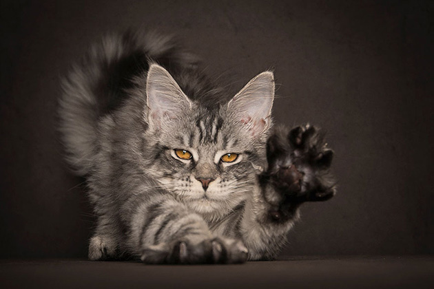 maine-coon-cat-photography