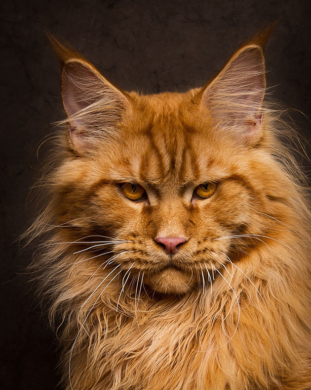 maine-coon-cat-photography