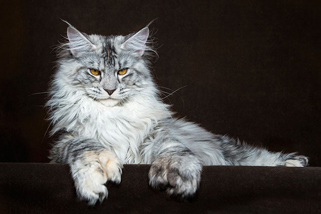 maine-coon-cat-photography