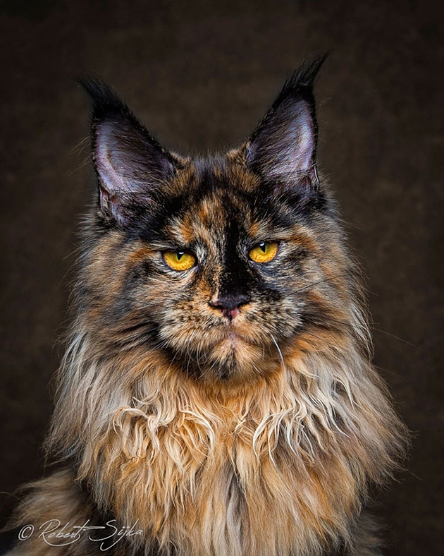 maine-coon-cat-photography