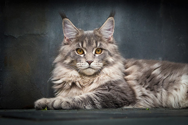maine-coon-cat-photography