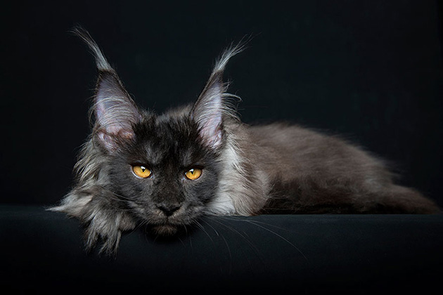 maine-coon-cat-photography