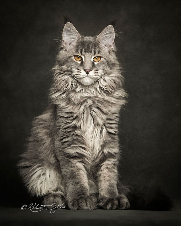 maine-coon-cat-photography